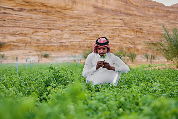 Bearded young man crouching in agricultural field and checking quality of a young crop of alfafa growing at foot of sandstone cliffs.